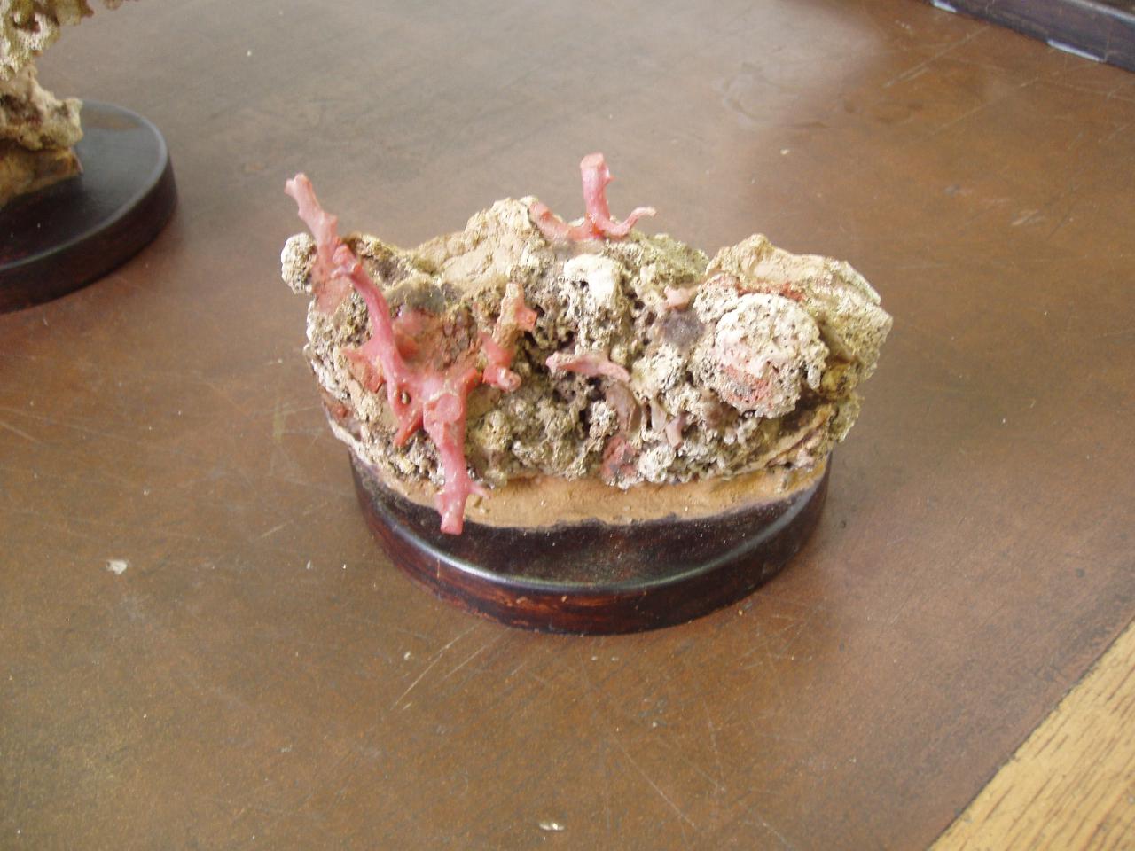 Esemplare di Corallium rubrum (corallo) - n.d. (n.d.)