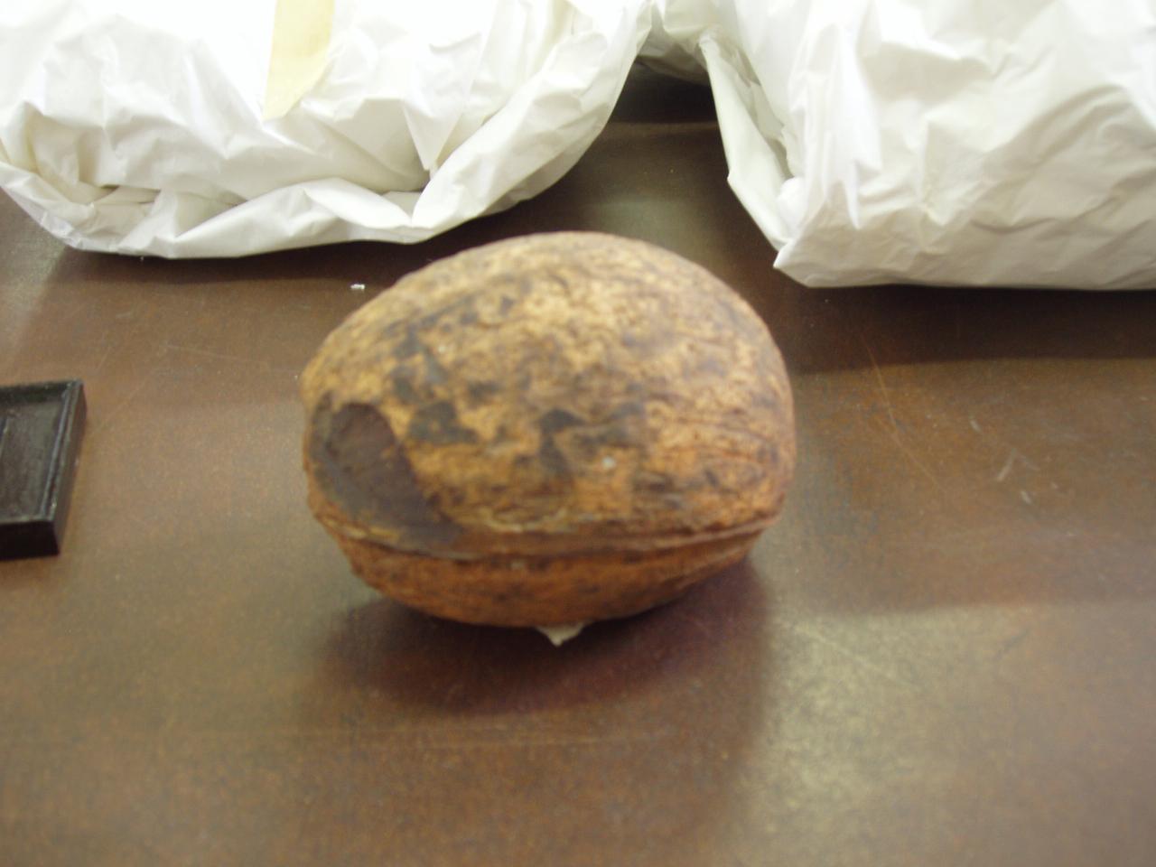 Nocciolo (noce di Cocco) del frutto Cocos nucifera L. (nocciolo di frutto) - n.d. (n.d.)