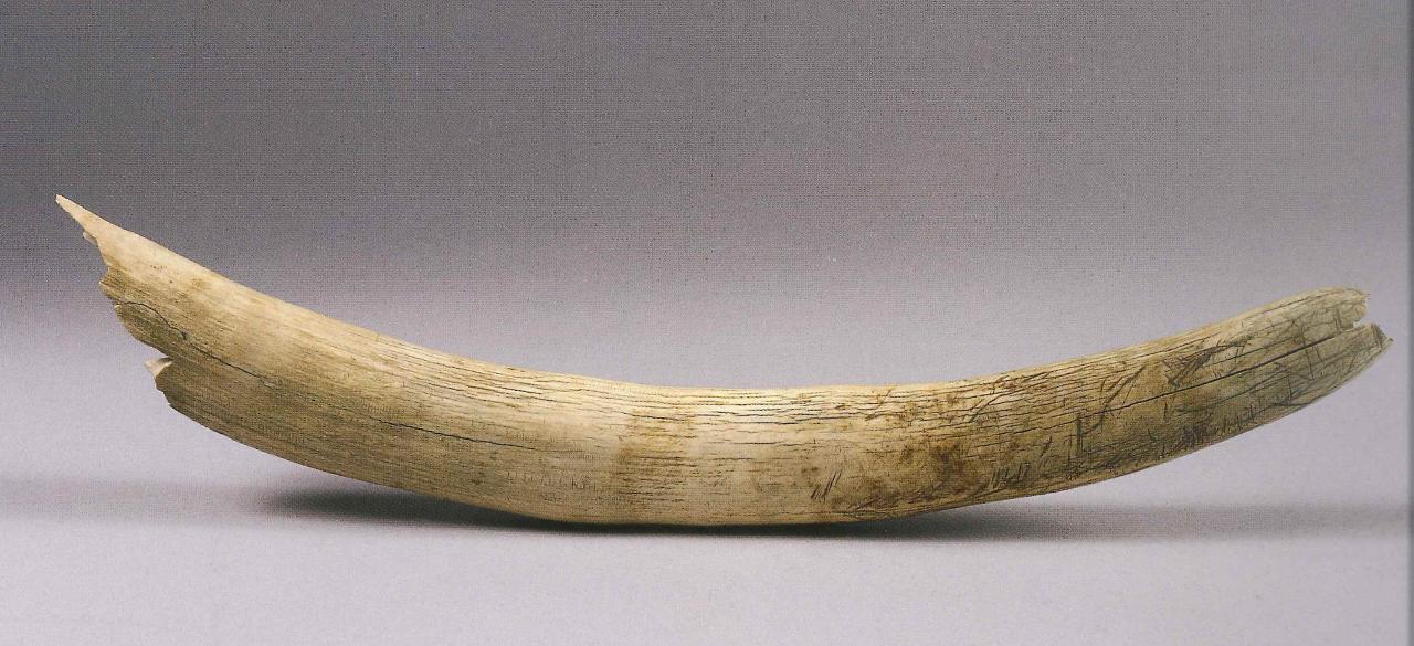 Avorio di elefante (zanna) - n.d. (n.d.)