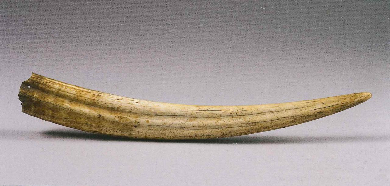 Dente di Odobenus rosmarus (dente) - n.d. (n.d.)