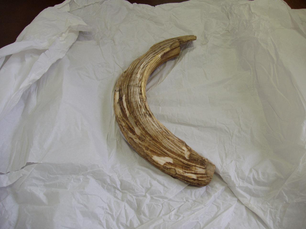 Dente di Hippopotamus amphibius (dente) - n.d. (n.d.)