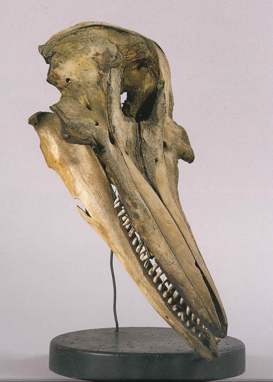 Cranio di Tursiops truncatus (Montagu, 1821) (cranio) - n.d. (n.d.)