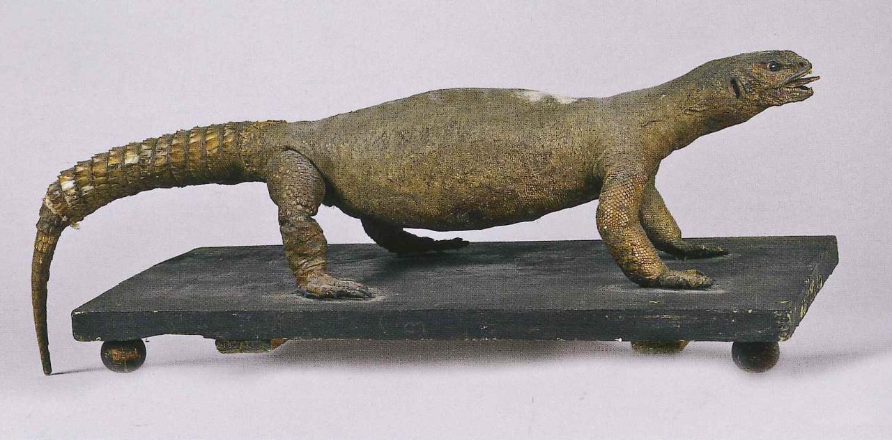 Esemplare di Uromastyx ornata (Heyden, 1827) (animale imbalsamato) - n.d. (n.d.)
