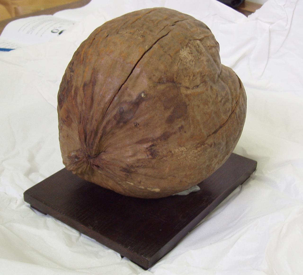 Frutto di Cocos nucifera L. (frutto) - n.d. (n.d.)