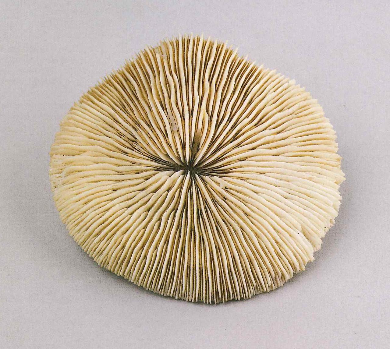 Esemplare di Fungia fungites (Linnaeus, 1758) (corallo) - n.d. (n.d.)