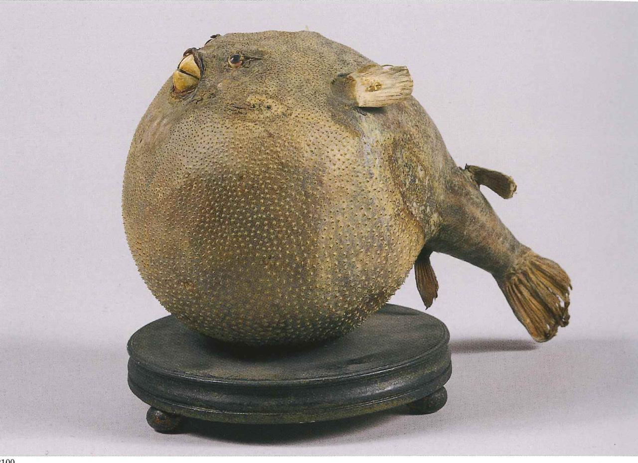 Esemplare di Tetraodontidae (animale imbalsamato) - n.d. (n.d.)