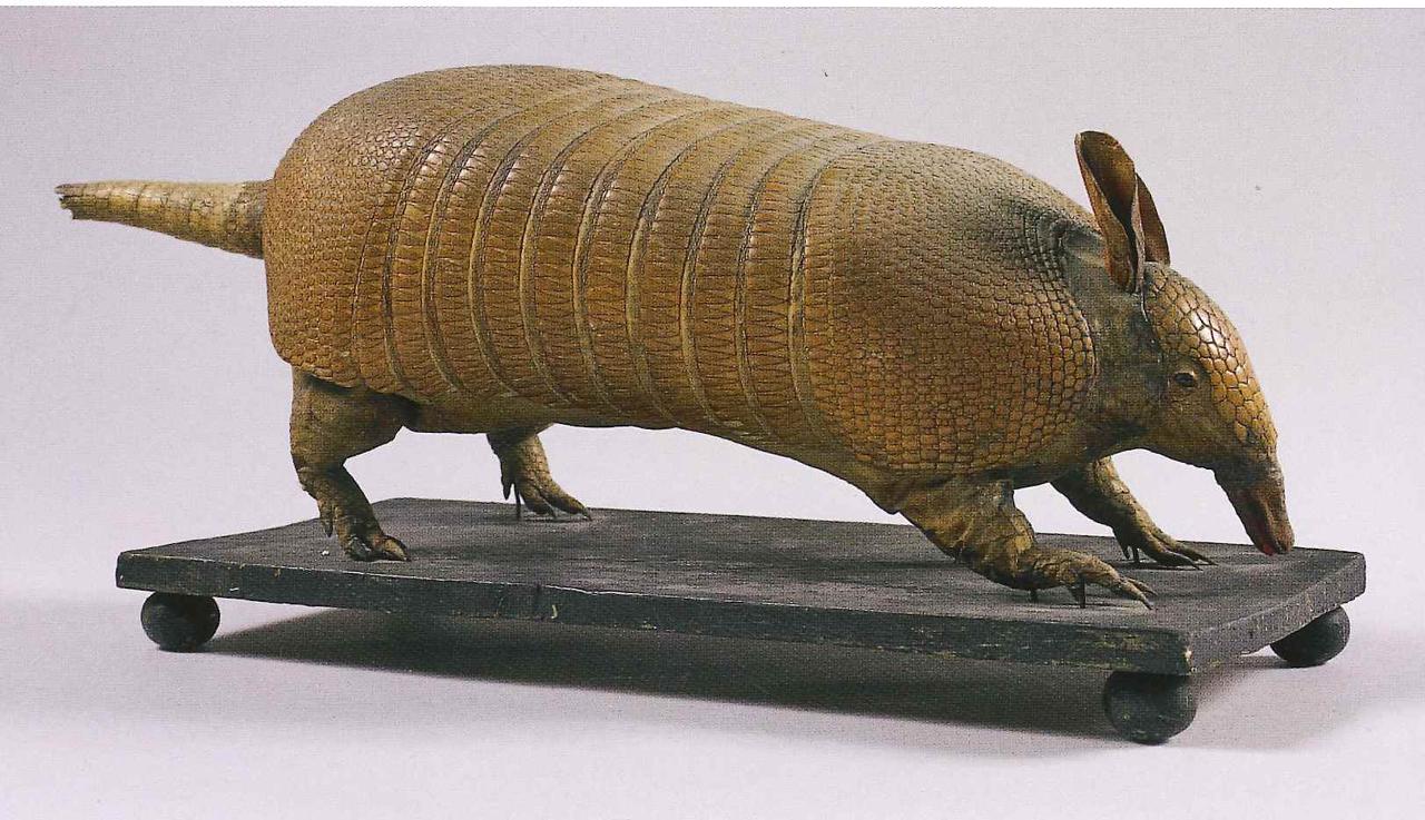 Esemplare di Dasypus novemcinctus (Linnaeus, 1758) (animale imbalsamato) - n.d. (n.d.)