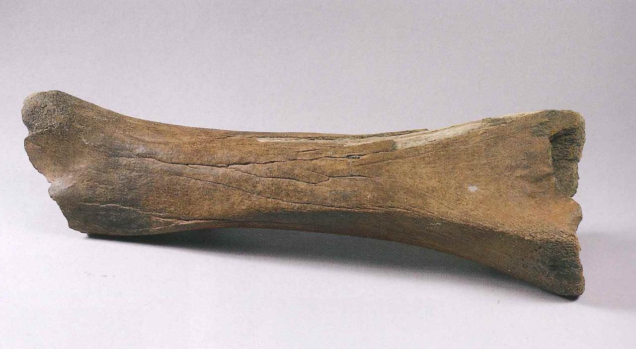 Femore destro di Elephantidae fossile (femore) - n.d. (n.d.)