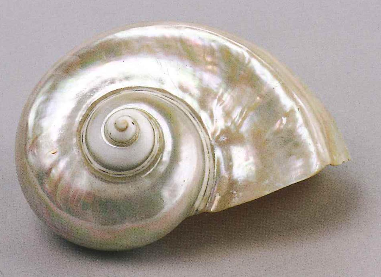 Esemplare di Turbo marmoratus (Linnaeus, 1758) (conchiglia) - n.d. (n.d.)