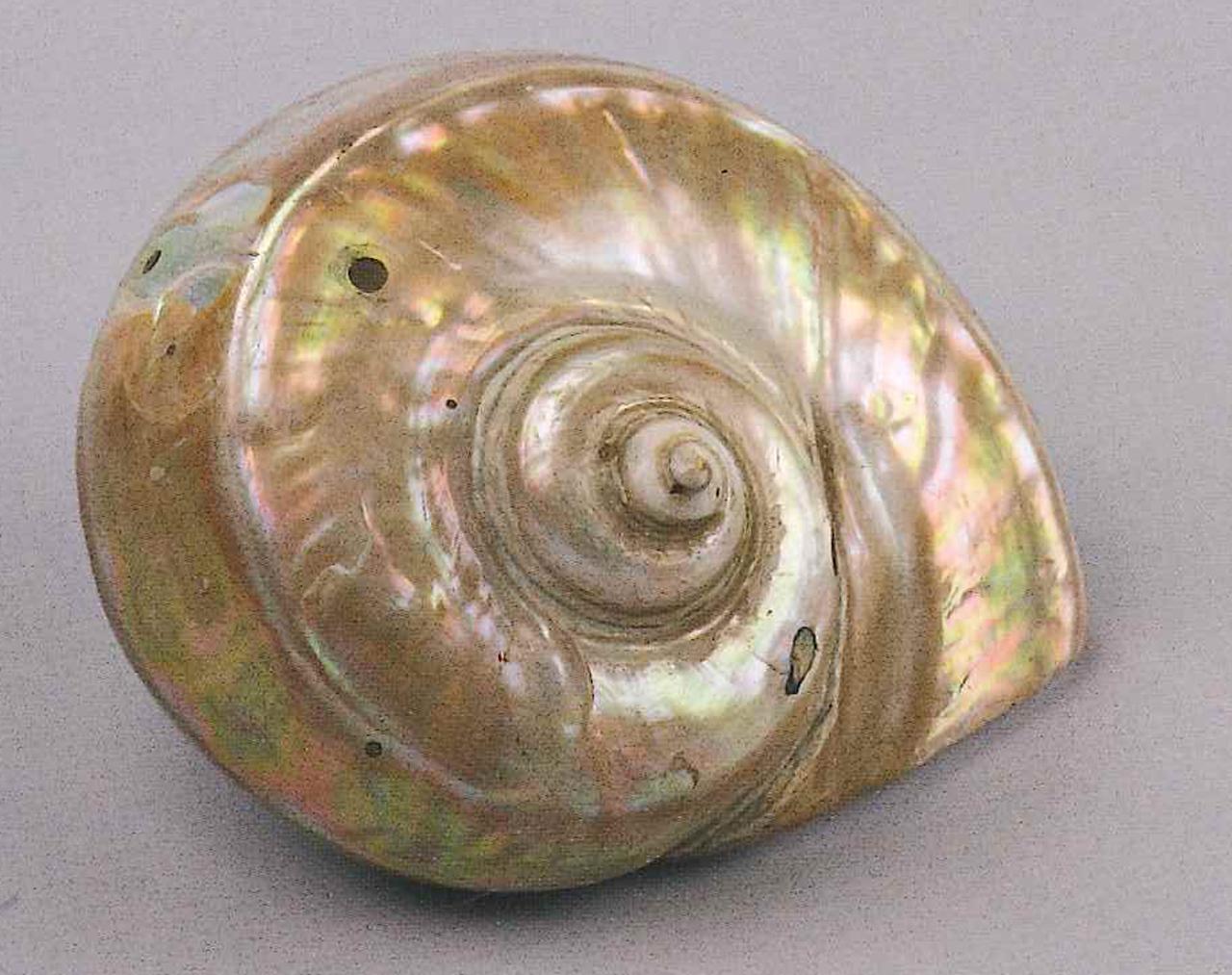 Esemplare di Turbo marmoratus (Linnaeus, 1758) (conchiglia) - n.d. (n.d.)