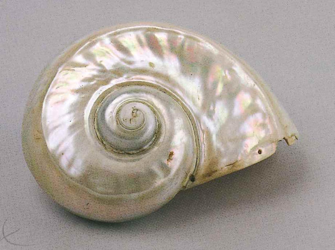 Esemplare di Turbo marmoratus (Linnaeus, 1758) (conchiglia) - n.d. (n.d.)