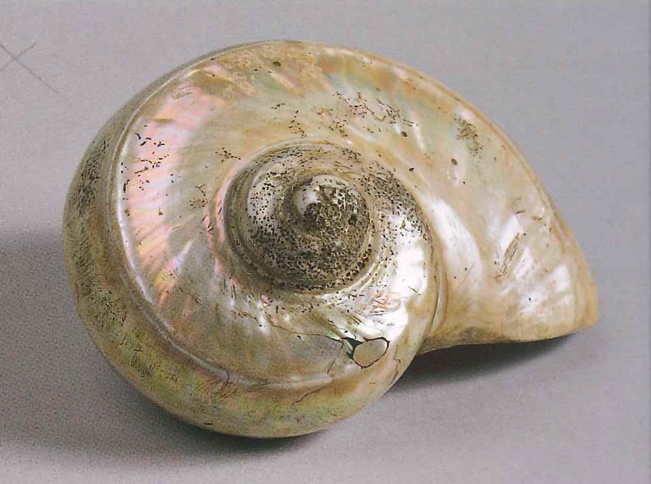 Esemplare di Turbo marmoratus (Linnaeus, 1758) (conchiglia) - n.d. (n.d.)