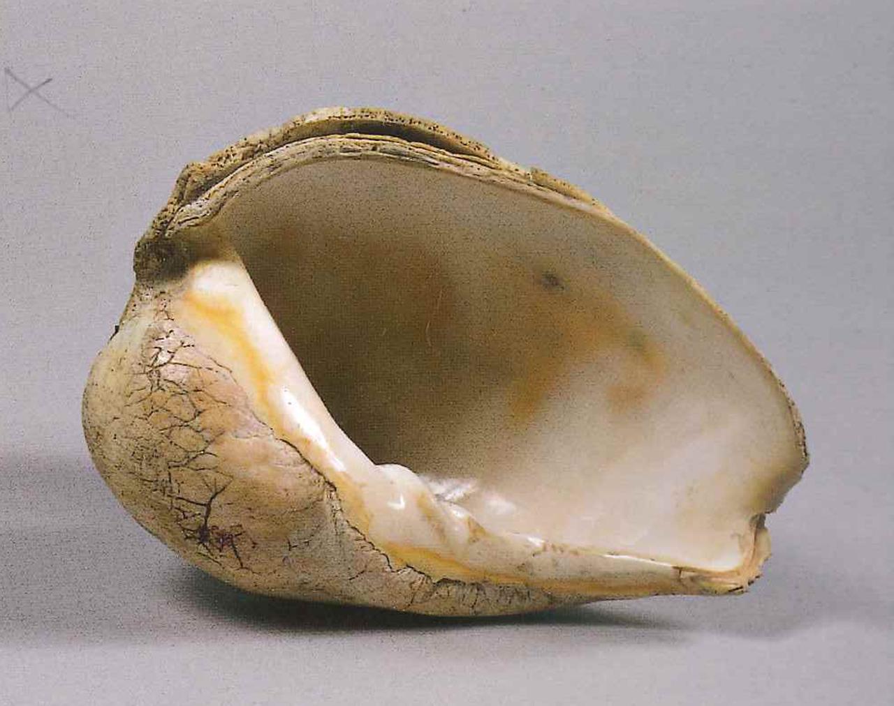 Esemplare di Cymbium sp. (conchiglia) - n.d. (n.d.)