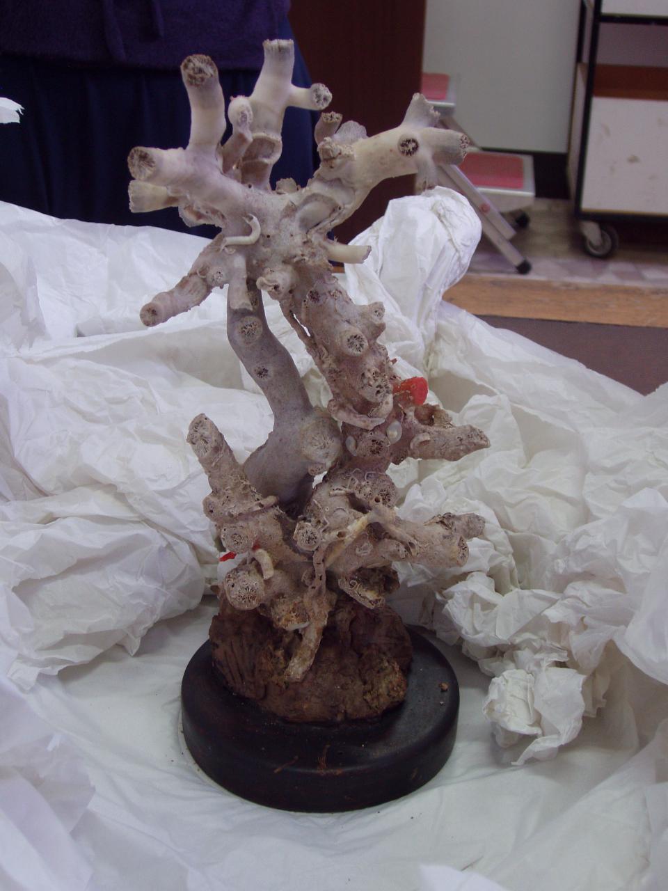 Esemplare di Dendrophyllia cornigera (corallo) - n.d. (n.d.)