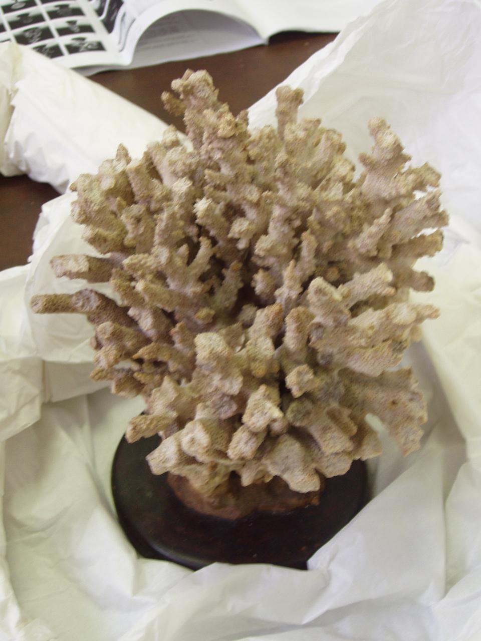 Esemplare di Acropora cf. digitifera (corallo) - n.d. (n.d.)