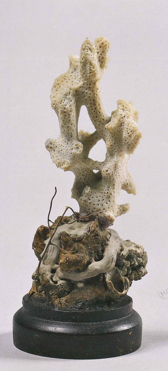 Esemplare di Acropora sp. (corallo) - n.d. (n.d.)