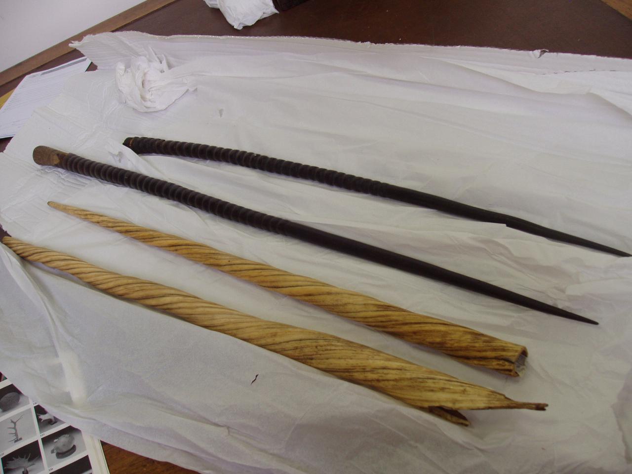 Zanna di Monodon monoceros Linnaeus (zanna) - n.d. (n.d.)