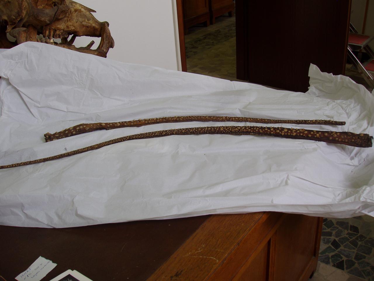 Coda di esemplare di Dasyatis centroura (coda) - n.d. (n.d.)