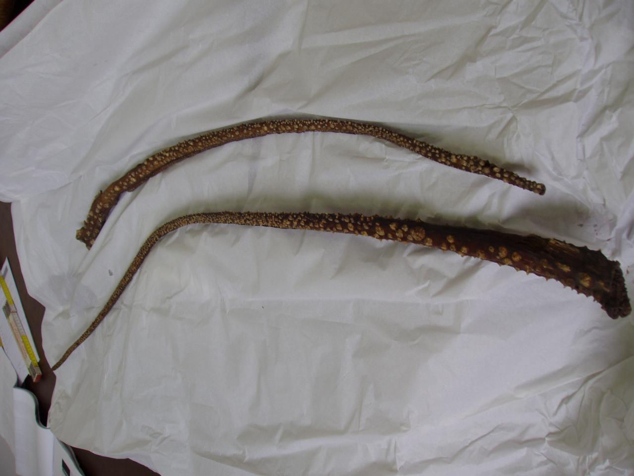 Coda di esemplare di Dasyatis centroura (coda) - n.d. (n.d.)