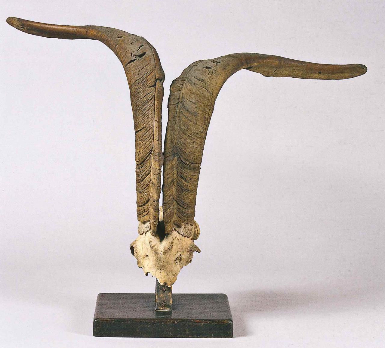 Trofeo di Capra hircus (Linneaus, 1758) (corna) - n.d. (n.d.)