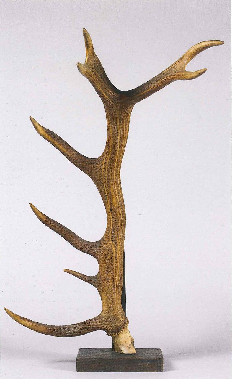 Palchi di Cervus elaphus (Linnaeus, 1758) (corno) - n.d. (n.d.)