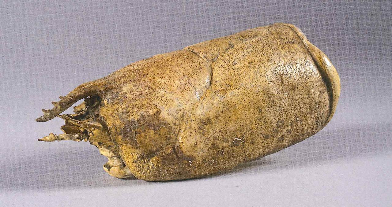 Esemplare di Homarus sp. (carapace) - n.d. (n.d.)