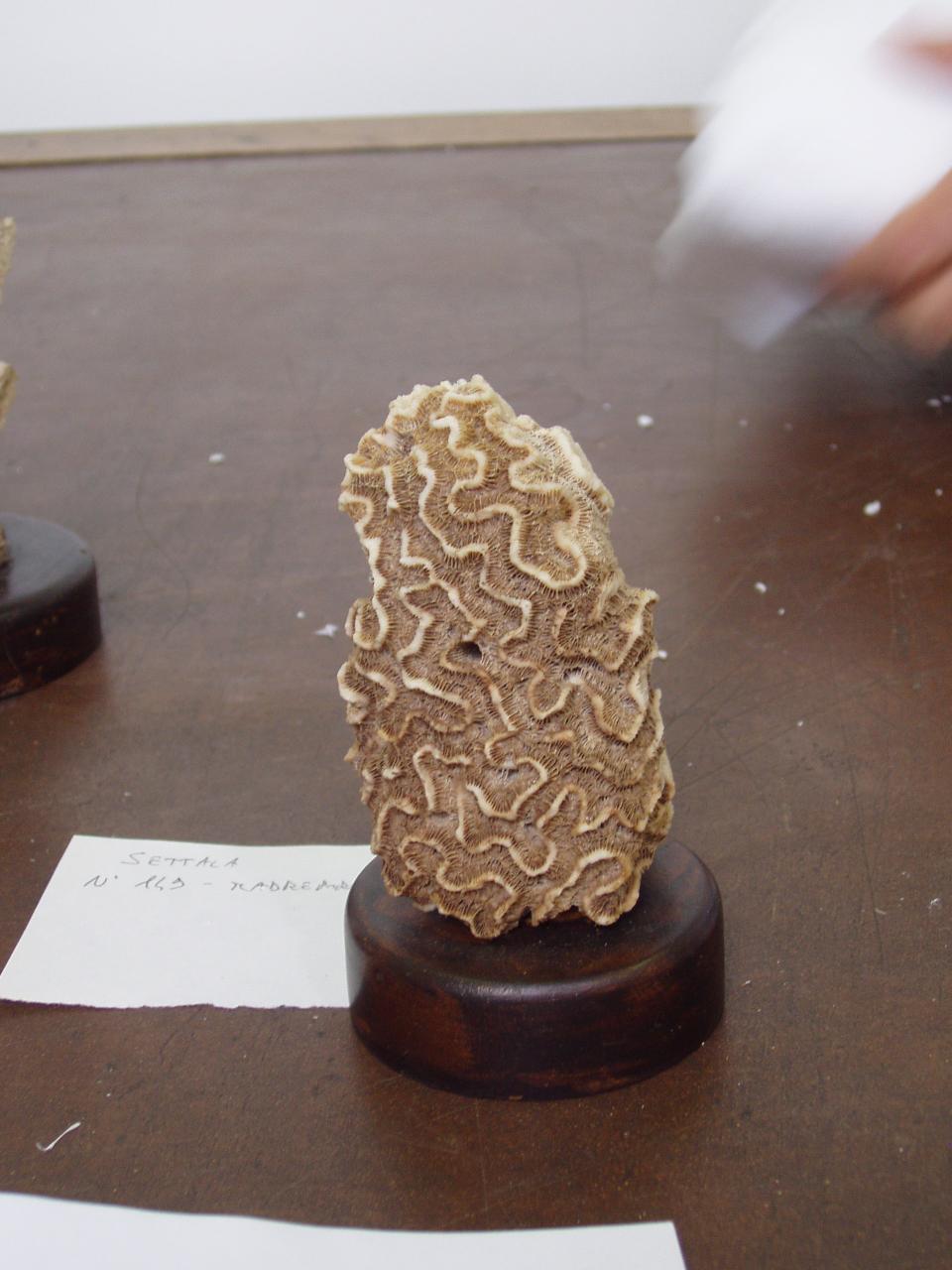 Esemplare di Platygyra sp. (corallo) - n.d. (n.d.)