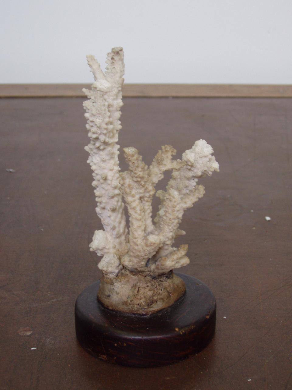 Esemplare di Arcopora cf. hemprichii (corallo) - n.d. (n.d.)