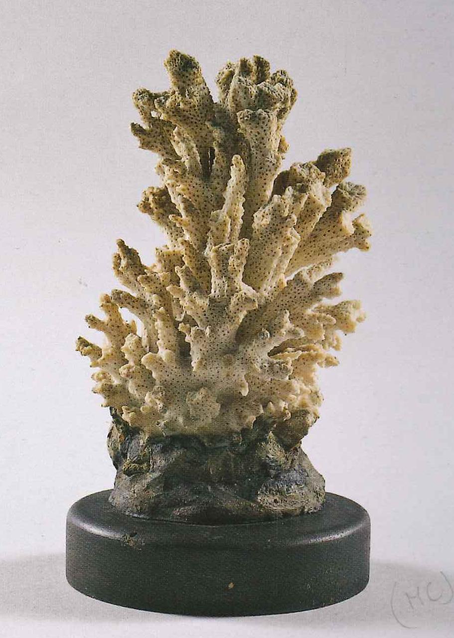 Esemplare di Acropora sp. (Oken, 1815) (corallo) - n.d. (n.d.)