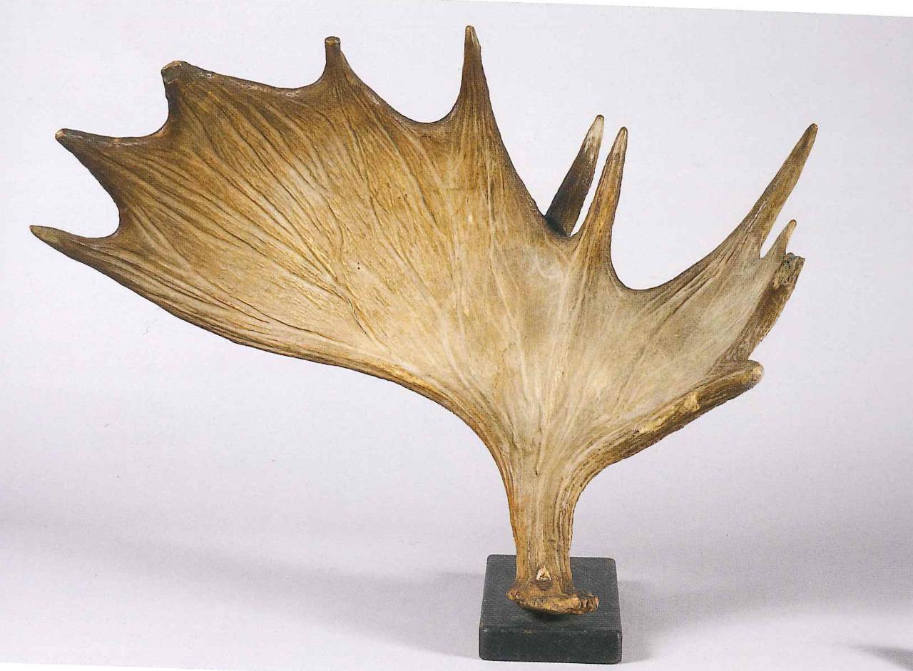 Palchi di Alces alces (Linnaeus, 1758) (corno) - n.d. (n.d.)