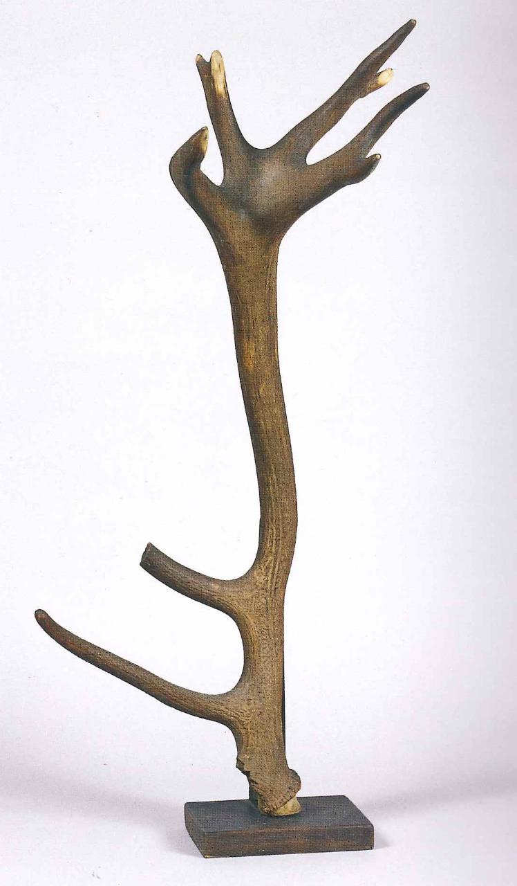 Palchi di Cervus elaphus (Linnaeus, 1758) (corno) - n.d. (n.d.)