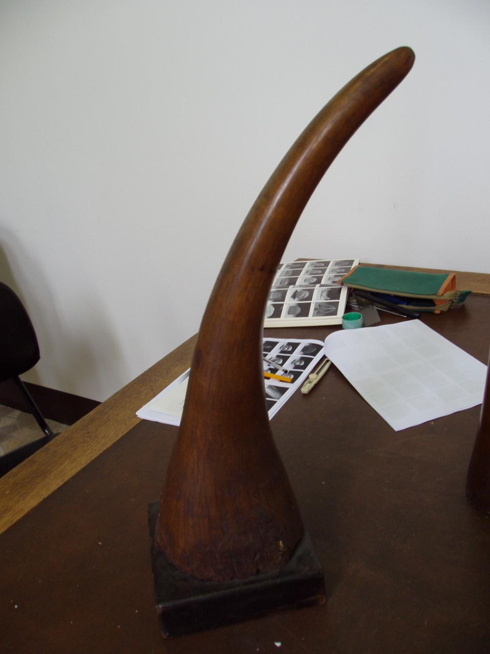 Corno di rinoceronte (corno) - n.d. (n.d.)