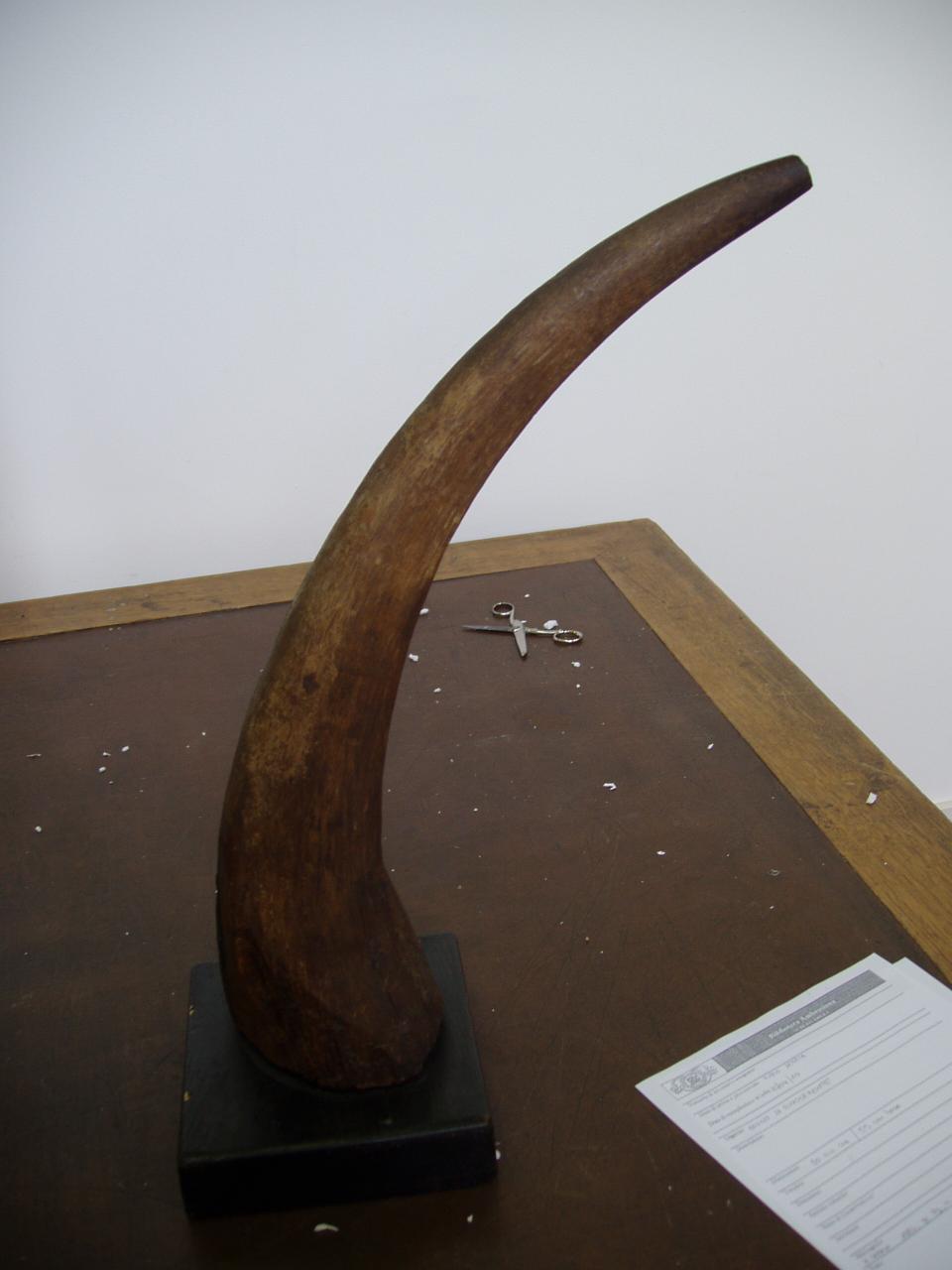 Corno di rinoceronte (corno) - n.d. (n.d.)