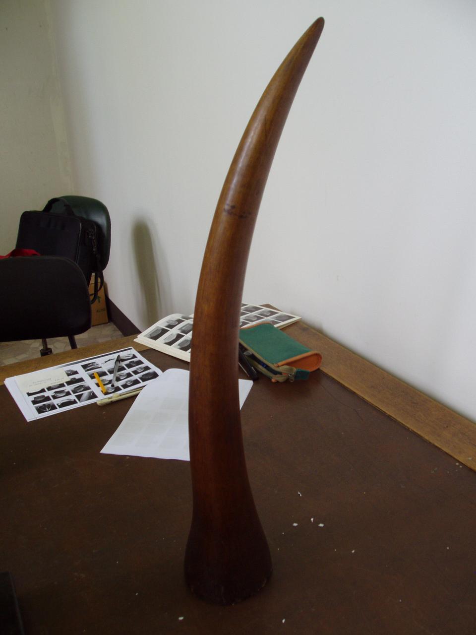 Corno di rinoceronte (corno) - n.d. (n.d.)