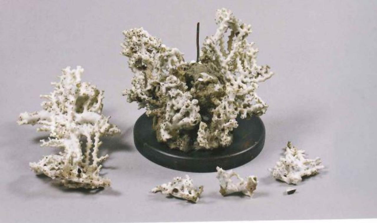 Esemplare di Madrepora oculata (Linneaus, 1758) (corallo) - n.d. (n.d.)