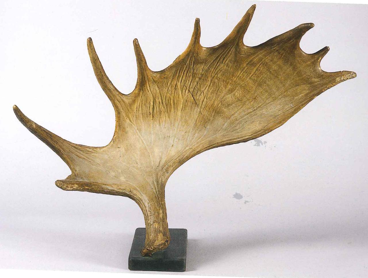 Palchi di Alces alces (Linnaeus, 1758) (corno) - n.d. (n.d.)