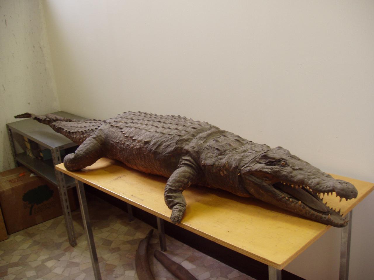 Esemplare di Crocodylus niloticus (Laurenti, 1768) (animale imbalsamato) - n.d. (n.d.)