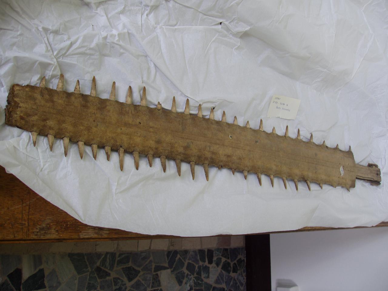 Rostri di Pristis sp. (rostro) - n.d. (n.d.)