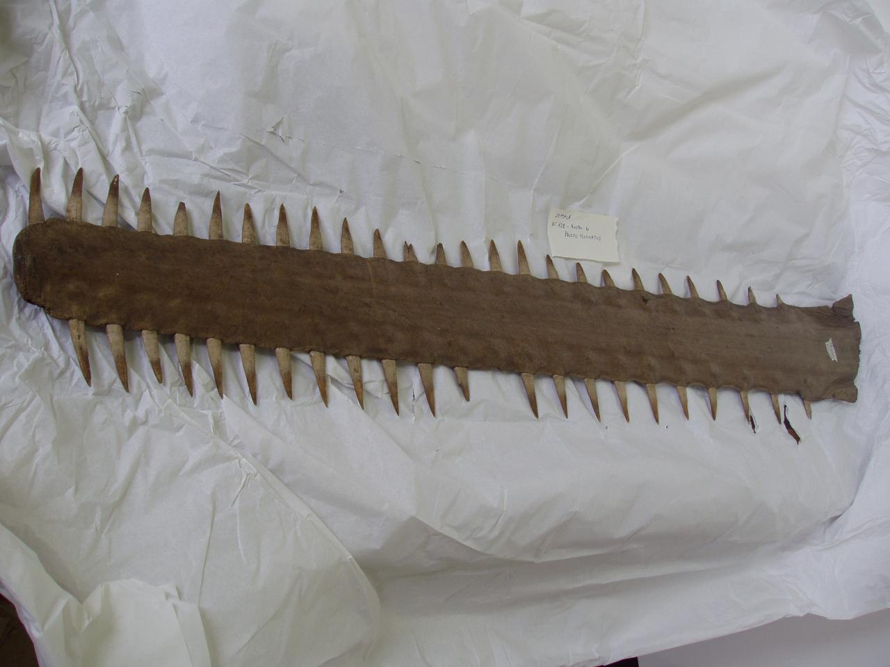 Rostri di Pristis sp. (rostro) - n.d. (n.d.)