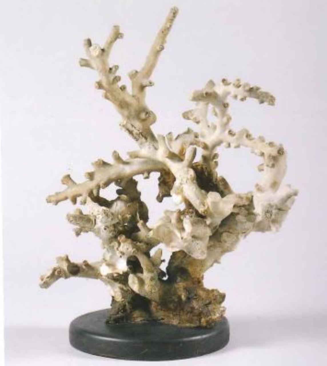 Esemplare di Dendrophyllia ramea (Linneaus, 1758) (corallo) - n.d. (n.d.)