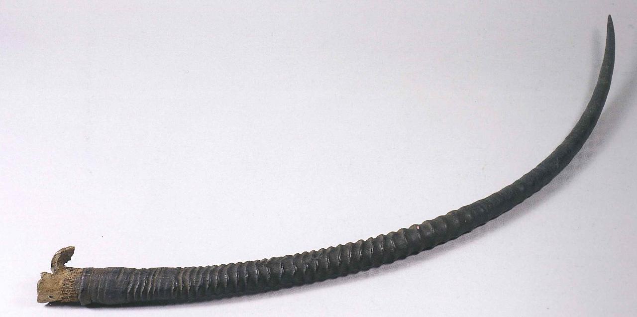 Corna di Oryx dammah (corno) - n.d. (n.d.)
