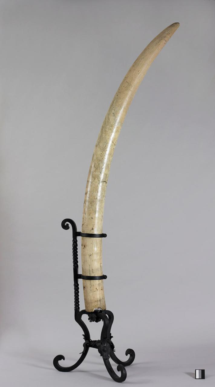 Zanna di Loxodonta africana (zanna) - n.d. (n.d.)