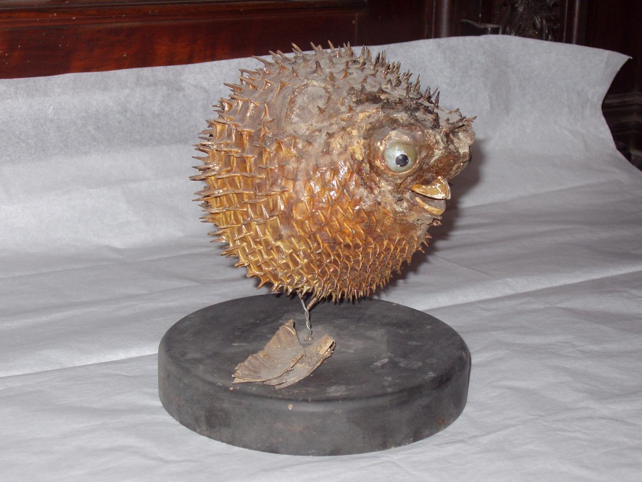 Esemplare di Diodontidae (pesce palla) (animale imbalsamato) - n.d. (n.d.)