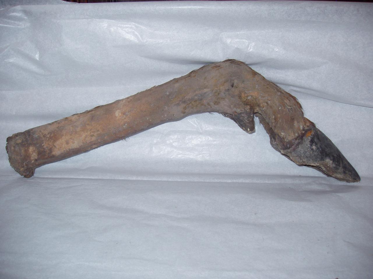 Porzione distale di arto di Alces alces (arto) - n.d. (n.d.)