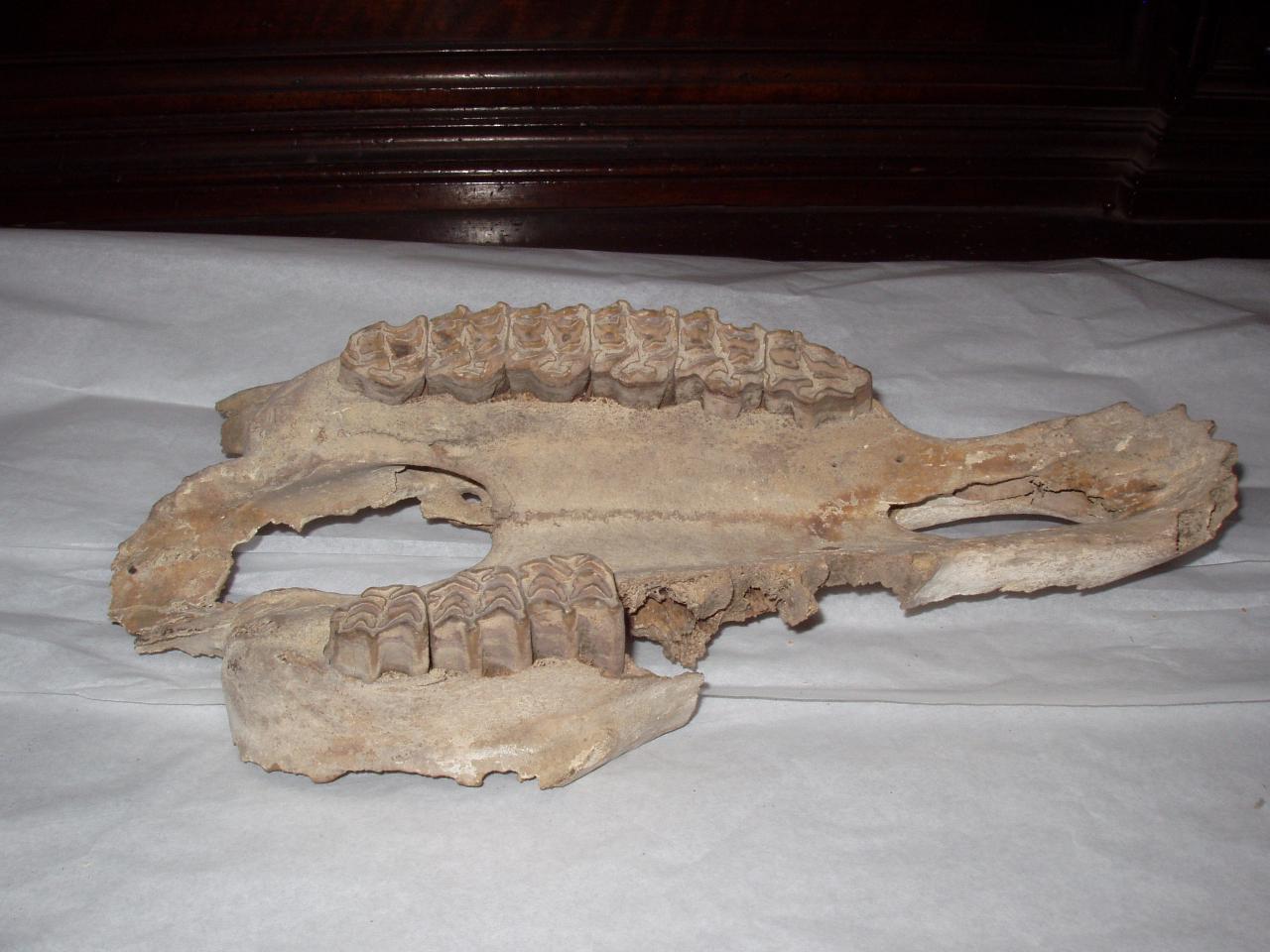 Cranio parziale di Equus sp. (cranio) - n.d. (n.d.)