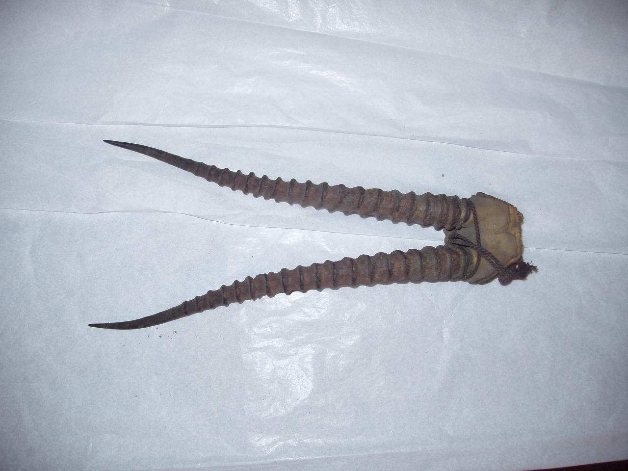 Trofeo di Antilopinae (cranio) - n.d. (n.d.)