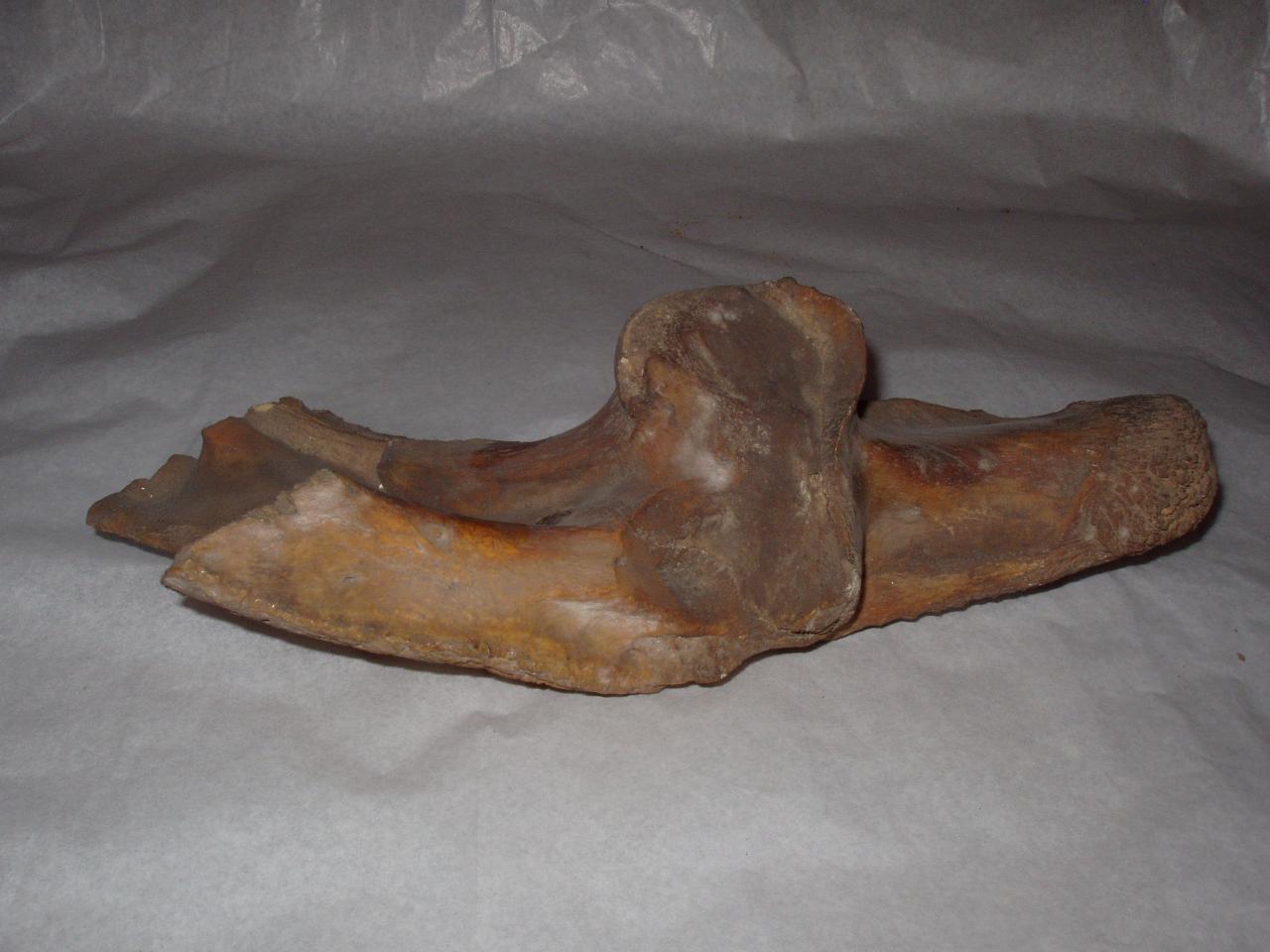 Ulna di grande mammifero terricolo (scheletro) - n.d. (n.d.)