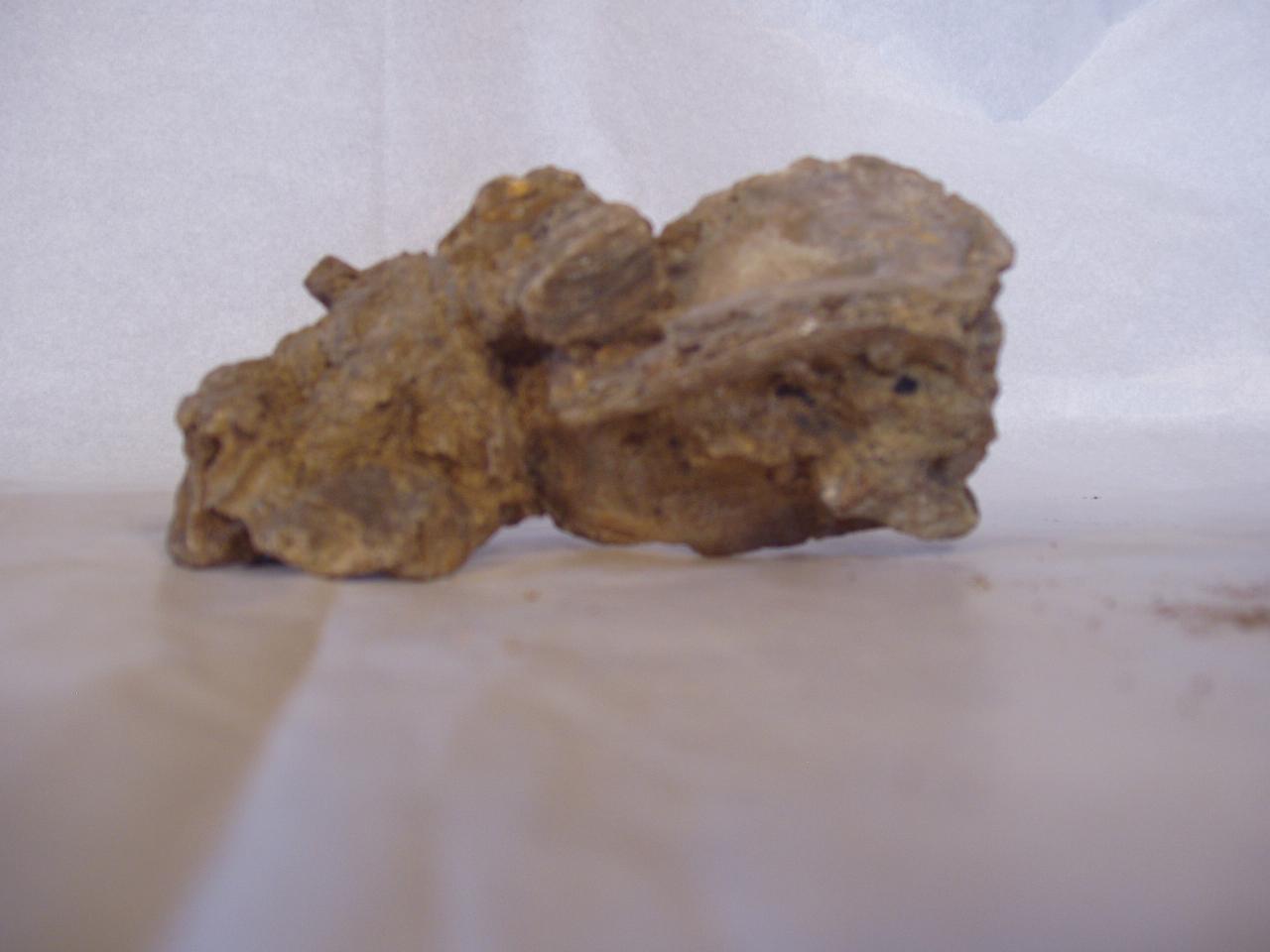 Conchiglie fossili (conchiglia) - n.d. (n.d.)