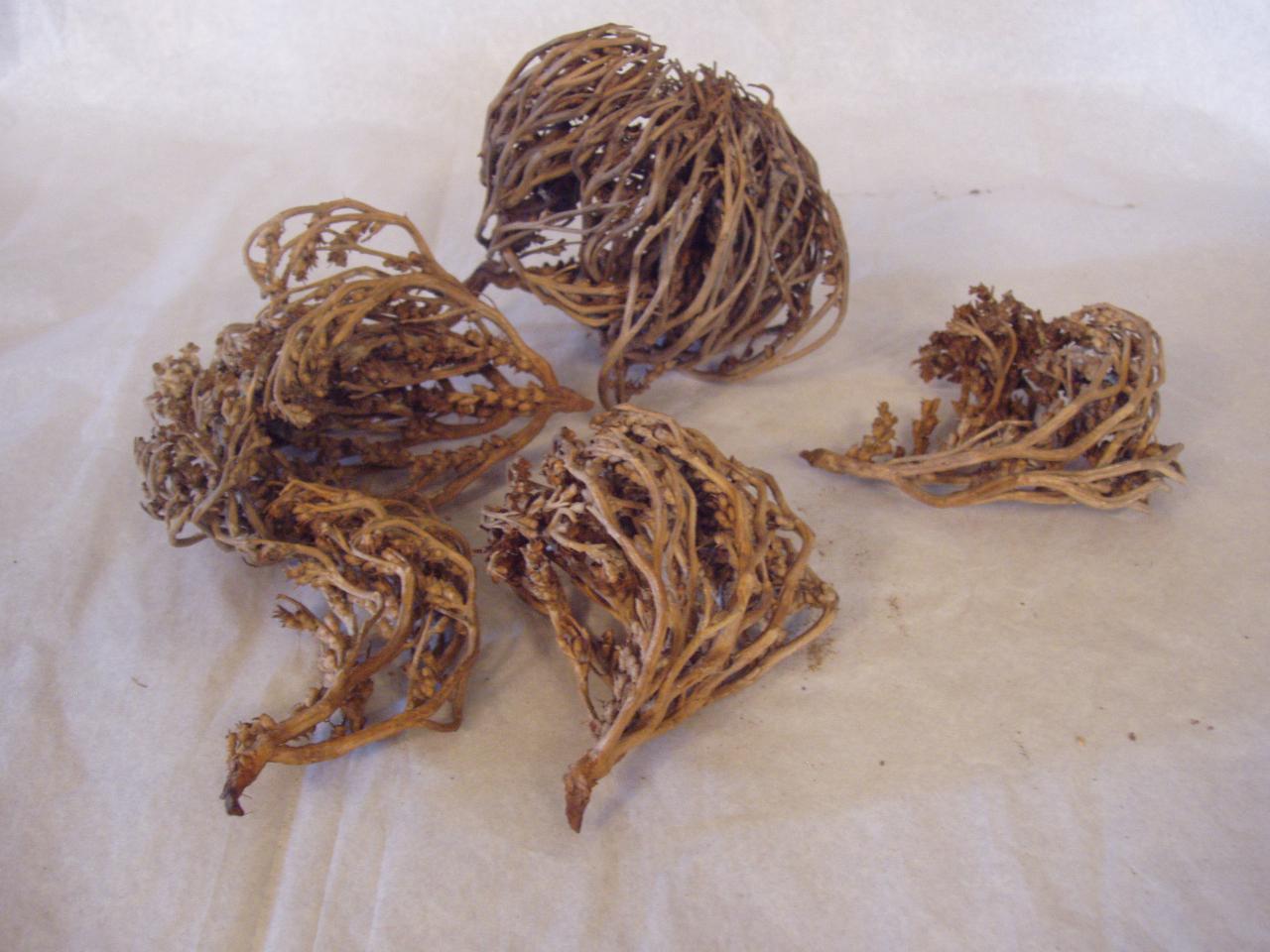 Frammenti di materiale vegetale (ramo) - n.d. (n.d.)