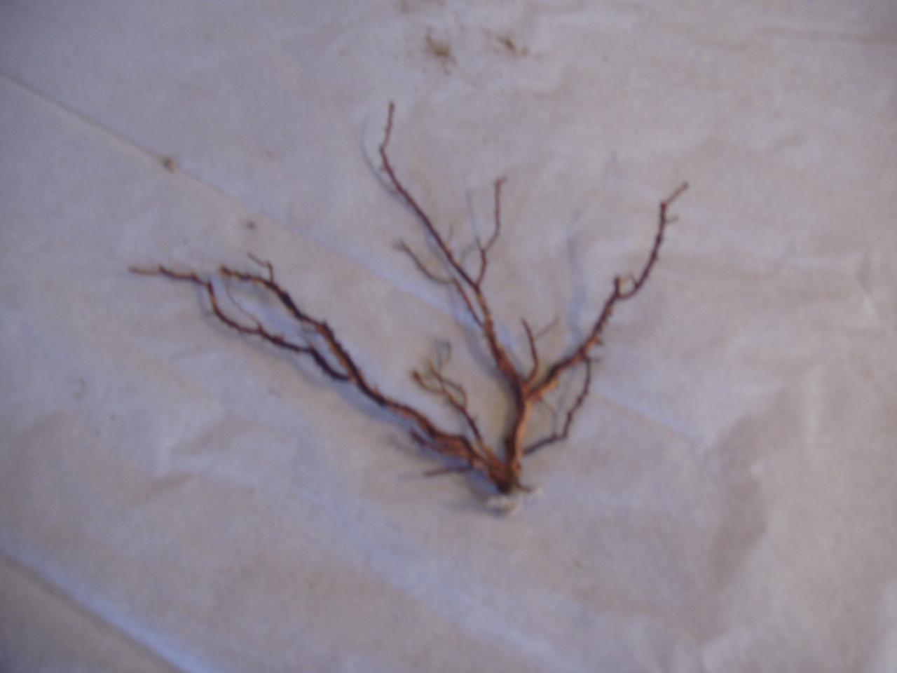 Esemplare di Plexauridae (corallo) - n.d. (n.d.)